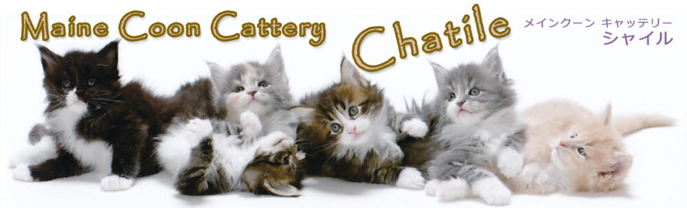 Maine Coon Cattery Chatile